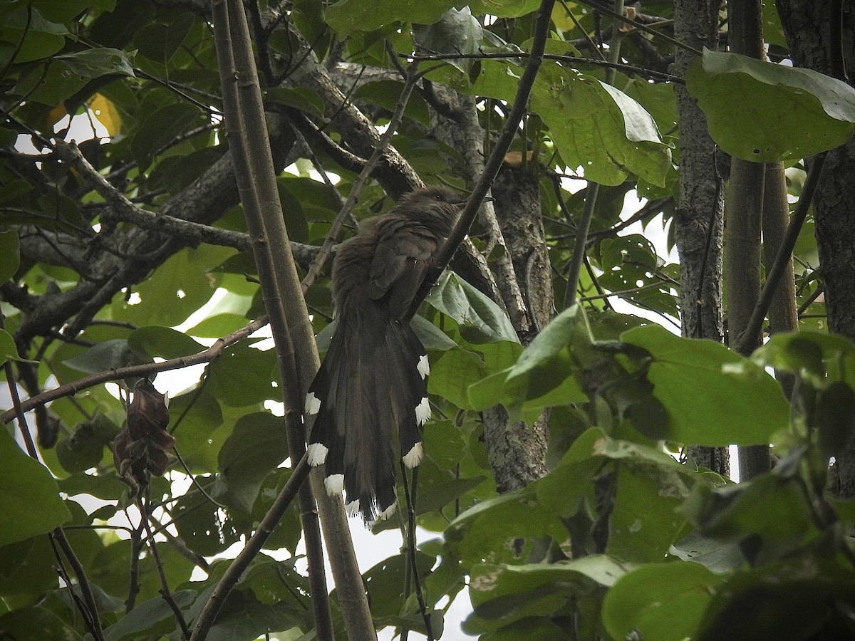 Puerto Rican Lizard-Cuckoo - ML638056010
