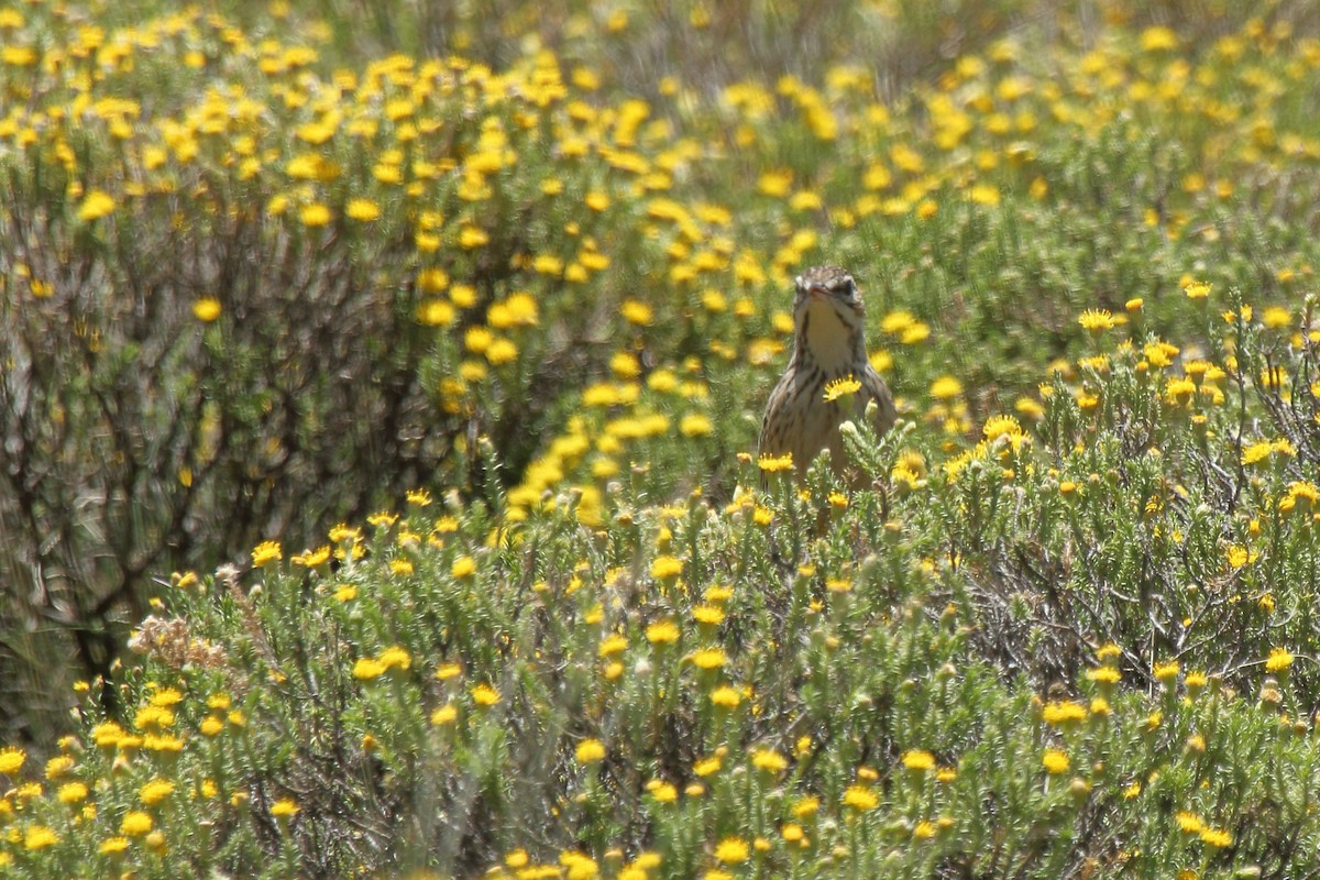 Mountain Pipit - ML638056043