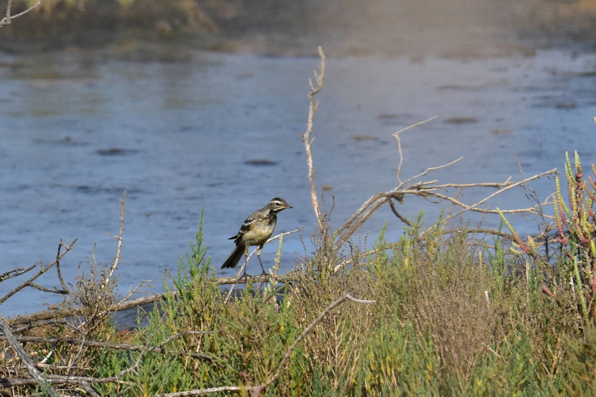 Bergeronnette printanière (iberiae/cinereocapilla/pygmaea) - ML638056069