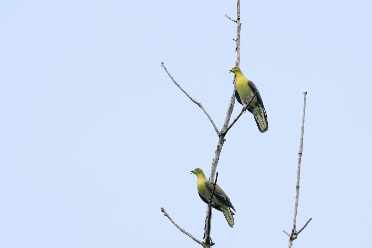 White-bellied Green-Pigeon - ML638056072