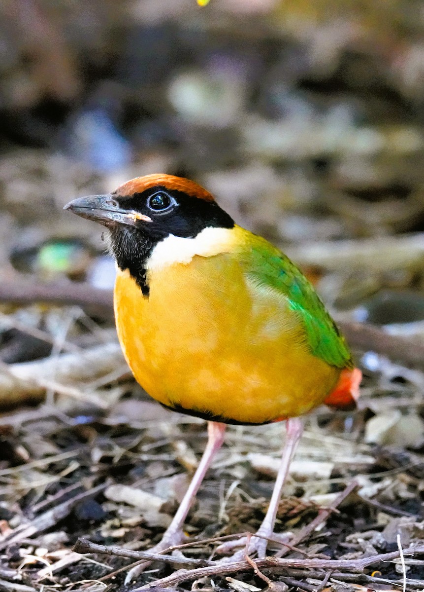 Noisy Pitta - ML638056081