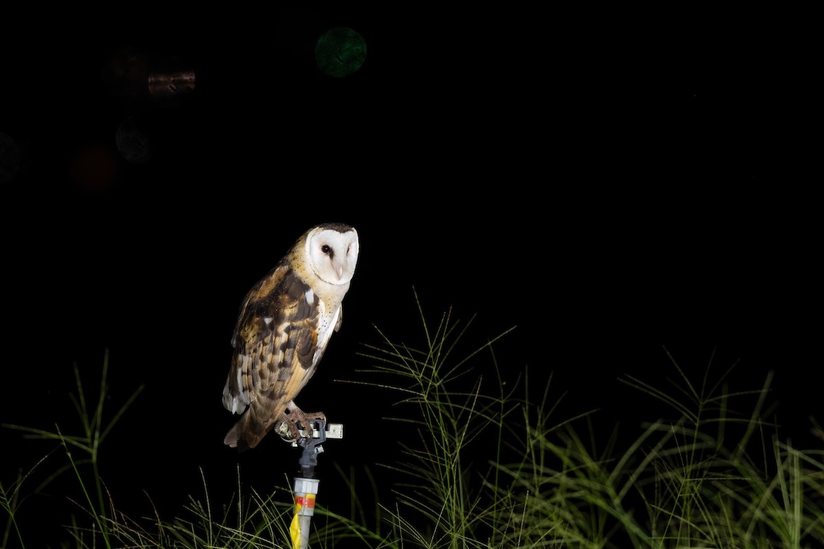 Australasian Grass-Owl - ML638056085