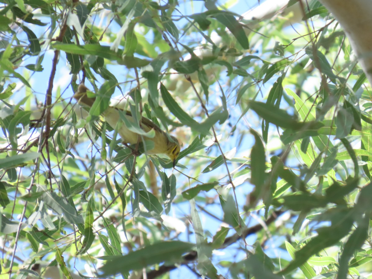 Yellow-tinted Honeyeater - ML638056087