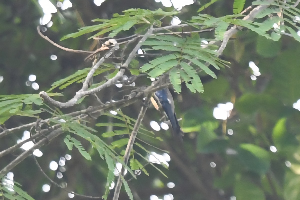 Whiskered Treeswift - ML638056088