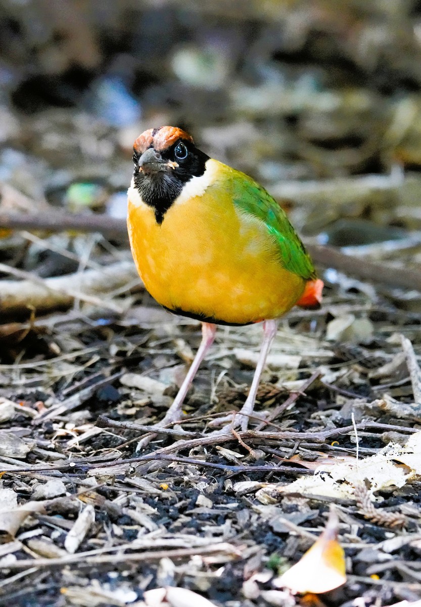 Noisy Pitta - ML638056089
