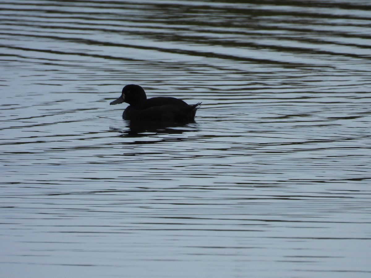 New Zealand Scaup - ML638056094