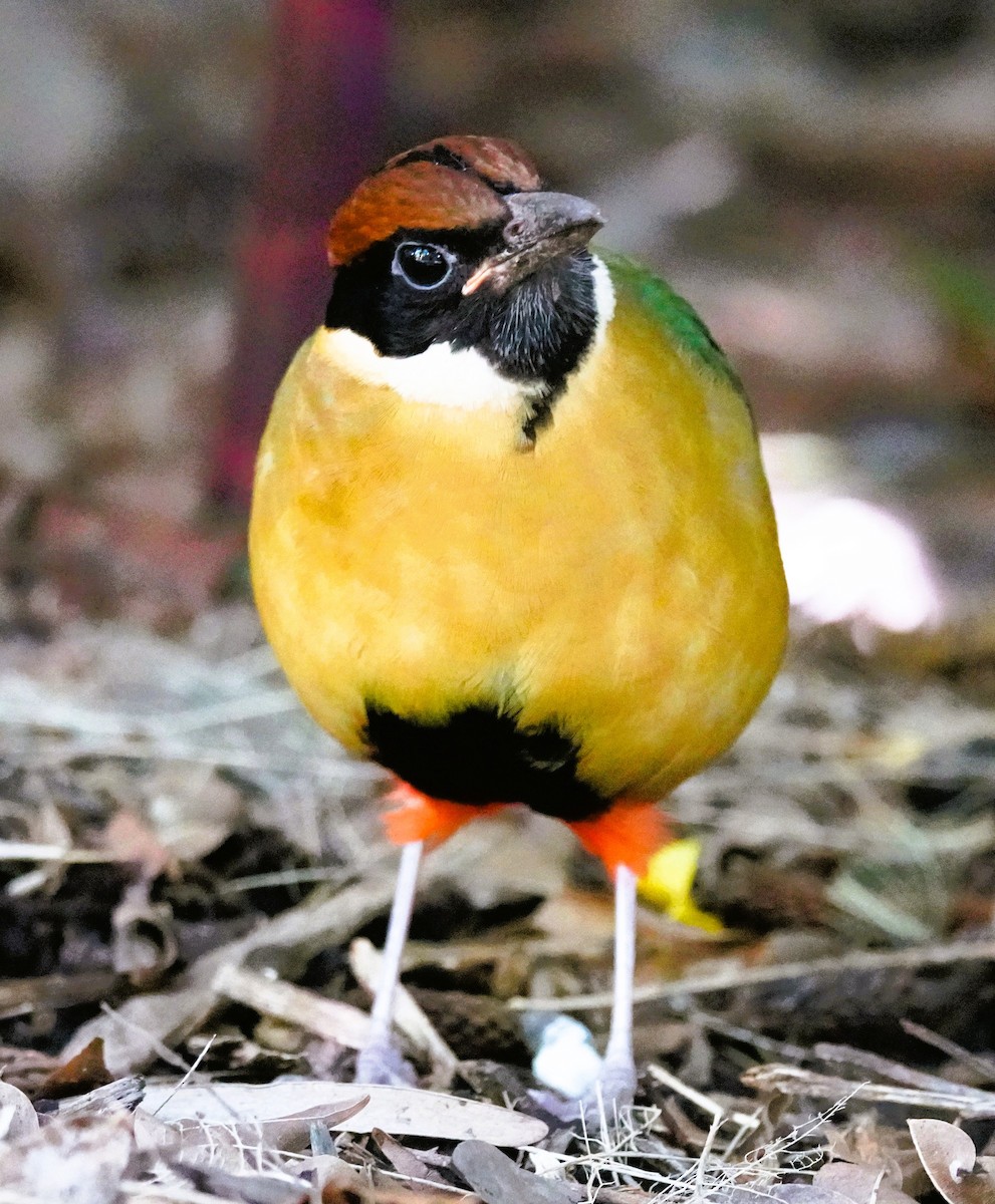 Noisy Pitta - ML638056098