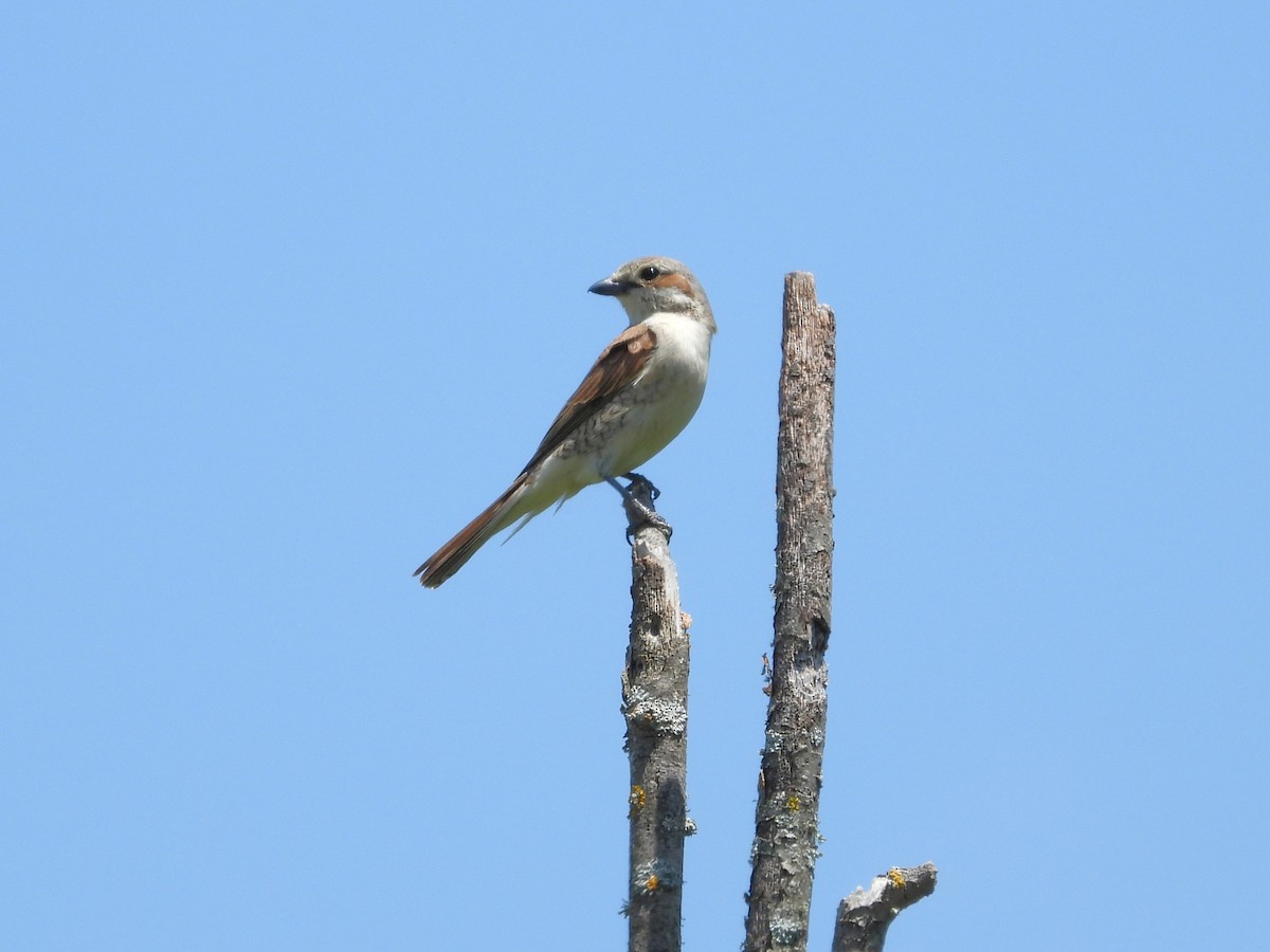Red-backed Shrike - ML638056099