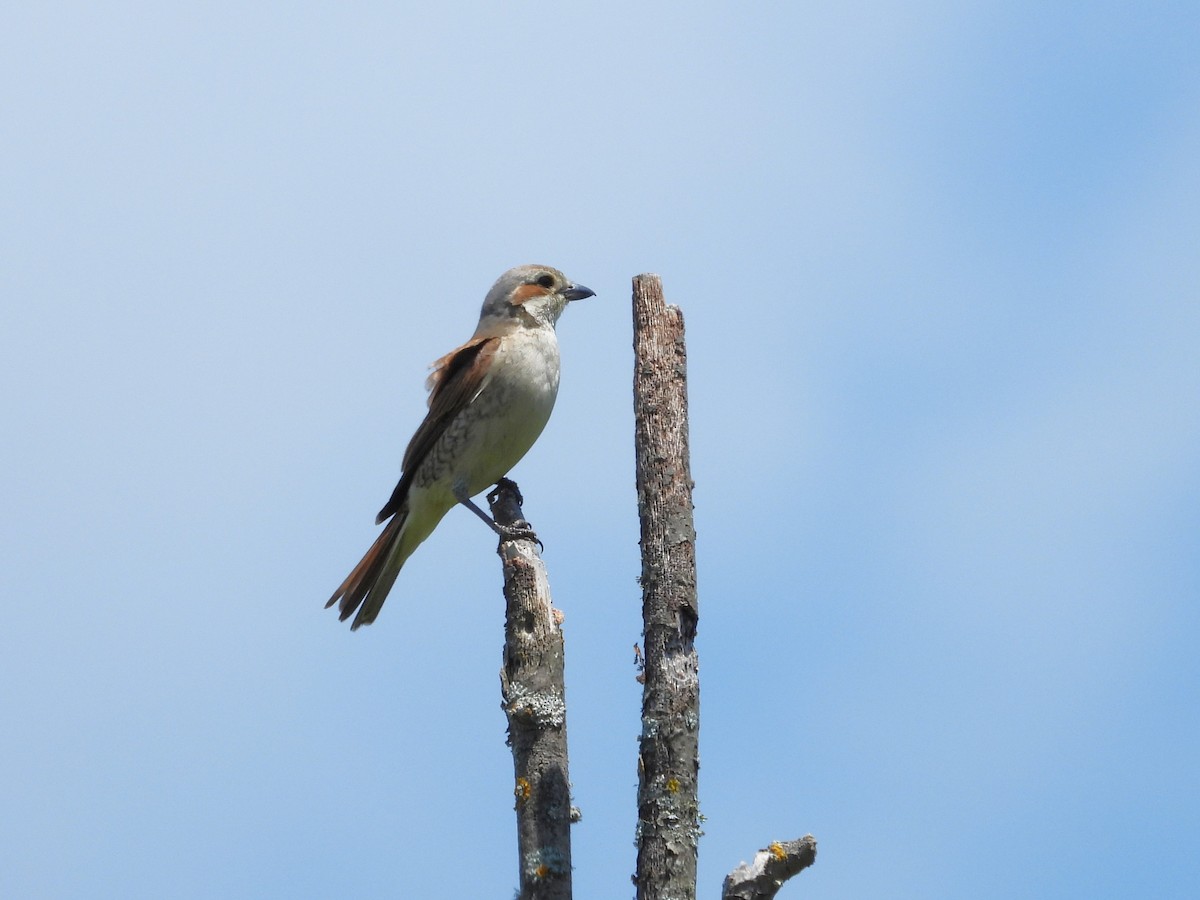 Red-backed Shrike - ML638056100