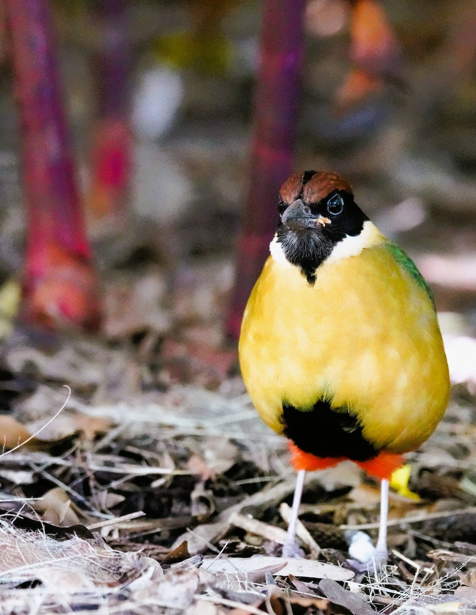 Noisy Pitta - ML638056110