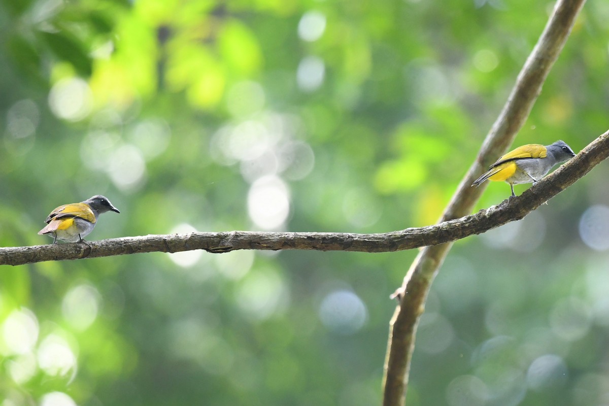 Gray-bellied Bulbul - ML638056114