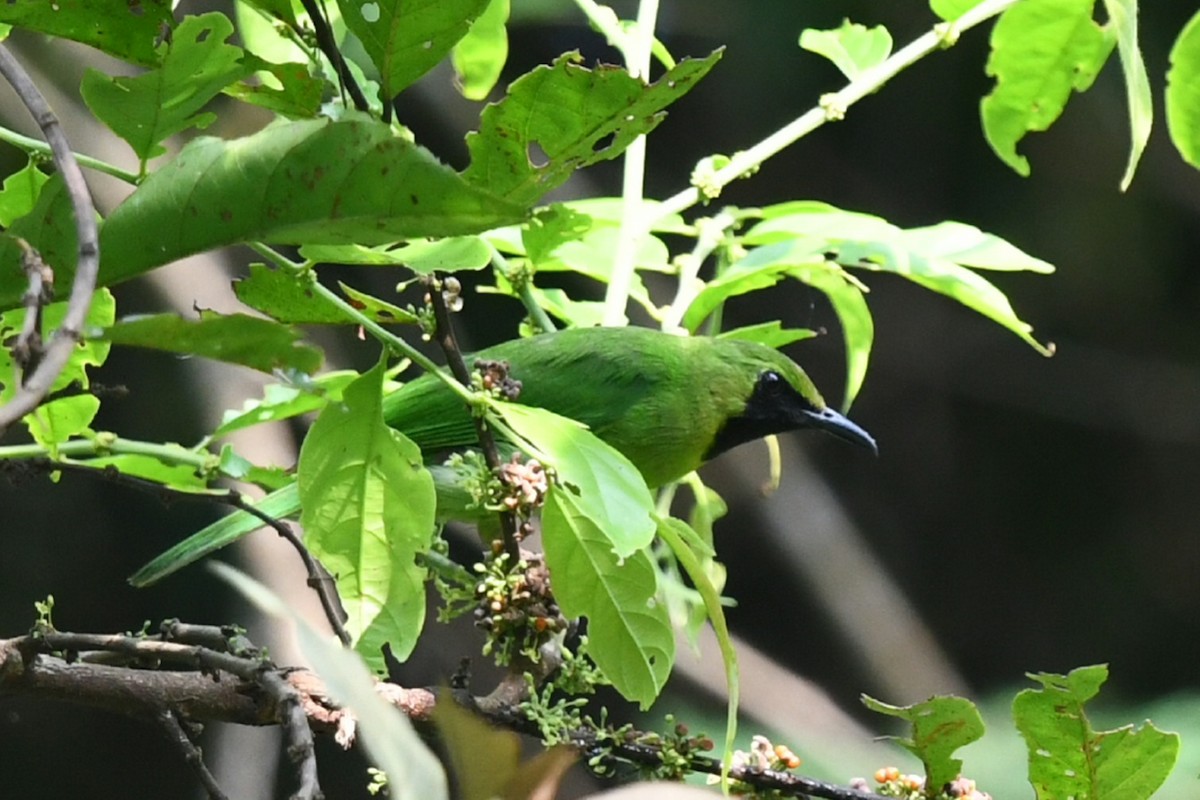 Lesser Green Leafbird - ML638056125