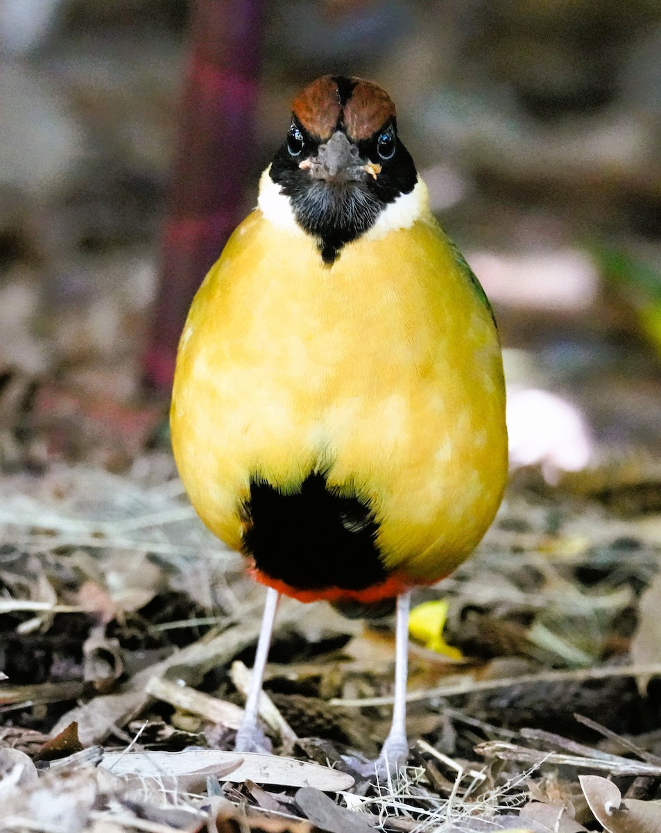 Noisy Pitta - ML638056127