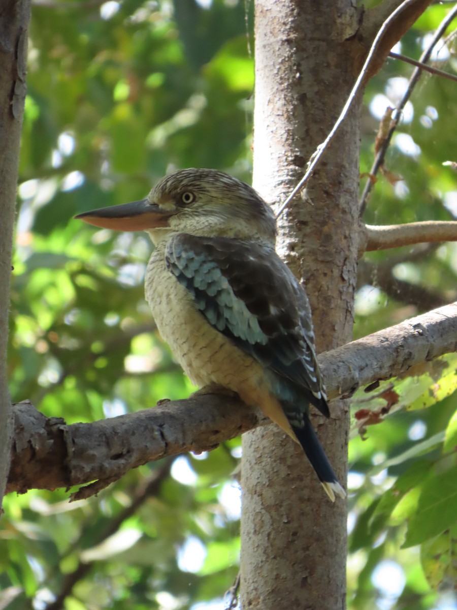 Blue-winged Kookaburra - ML638056154