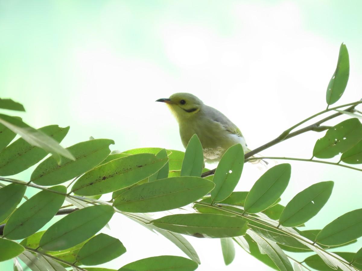 Yellow-tinted Honeyeater - ML638056159