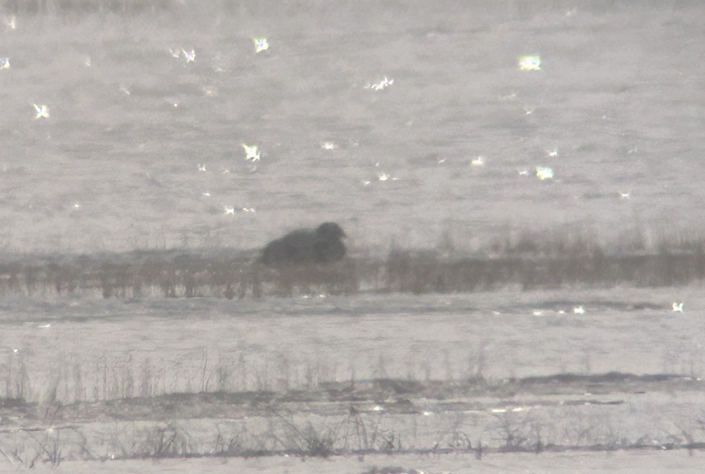 kajka brýlatá - ML638056173