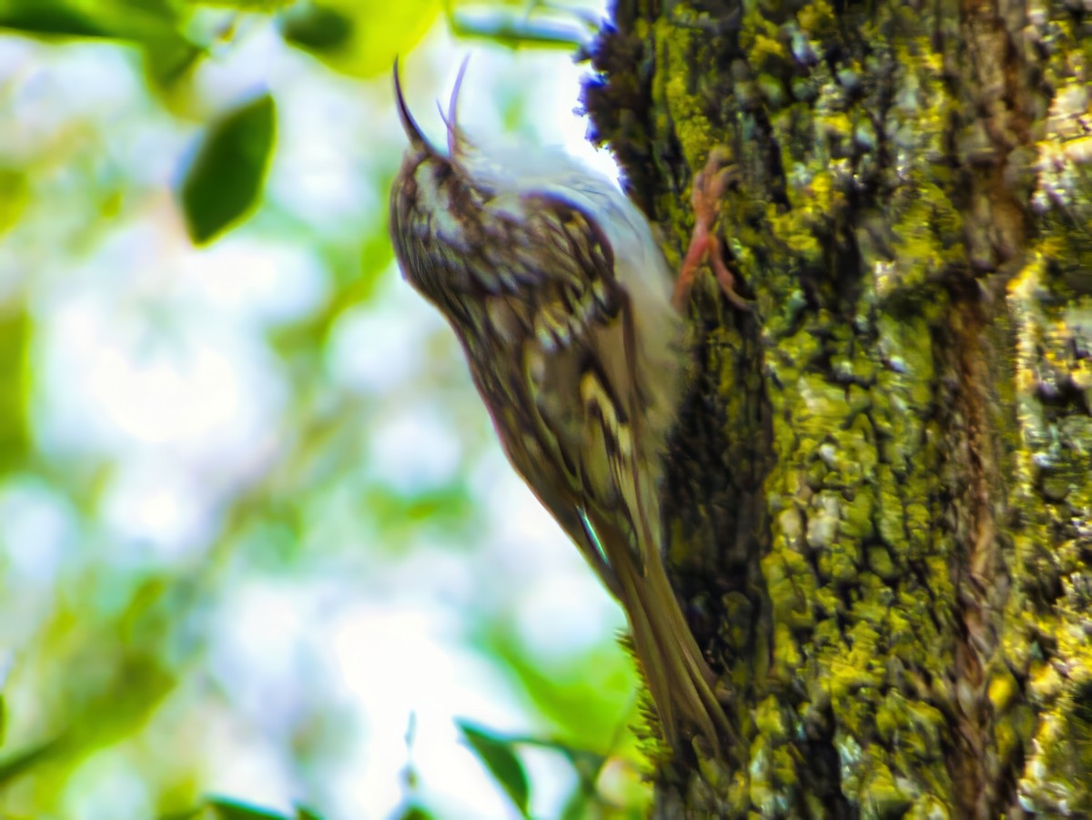 Short-toed Treecreeper - ML638056177