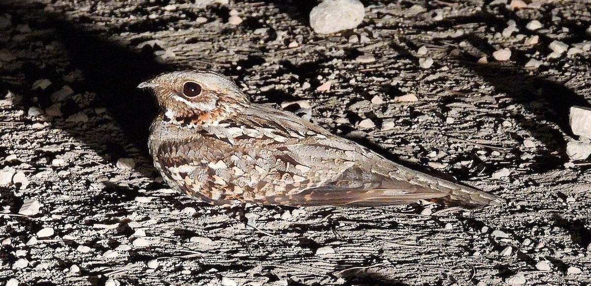 Red-necked Nightjar - ML638056196