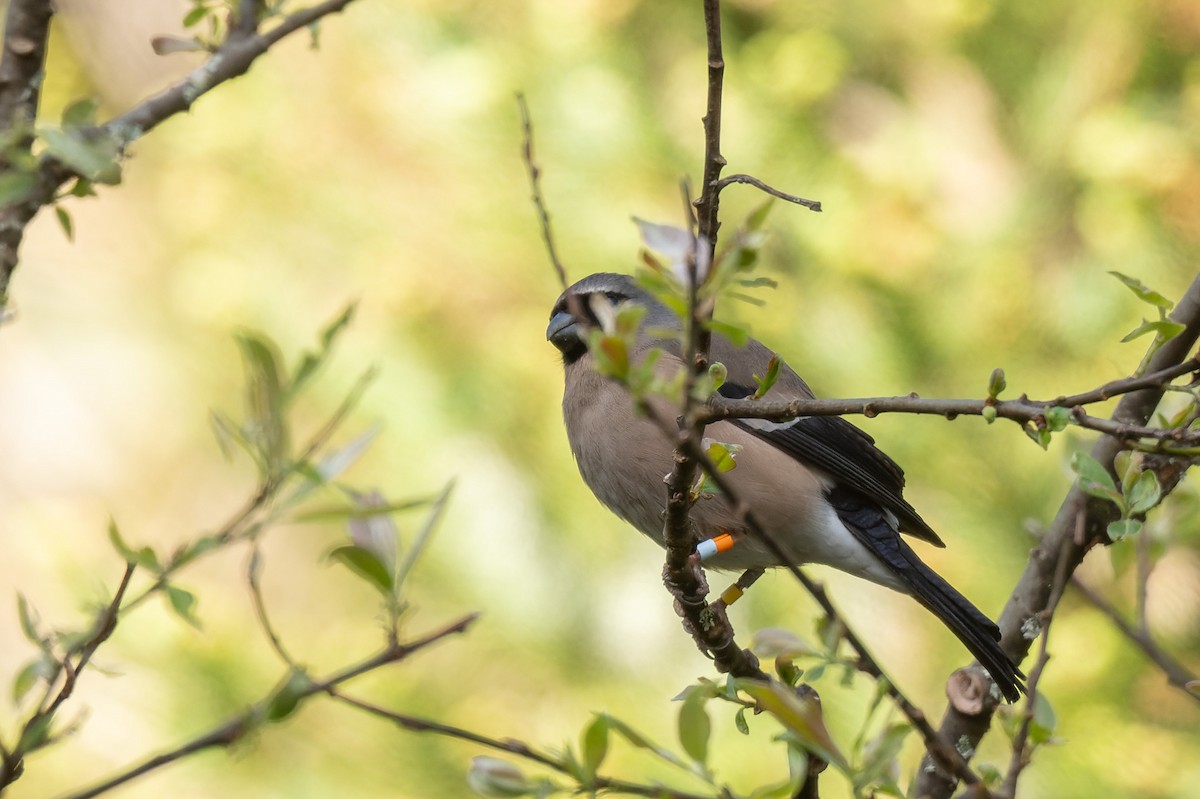 Taiwan Bullfinch - ML638056206