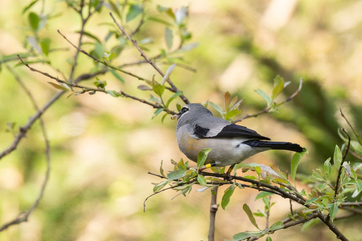 Taiwan Bullfinch - ML638056207