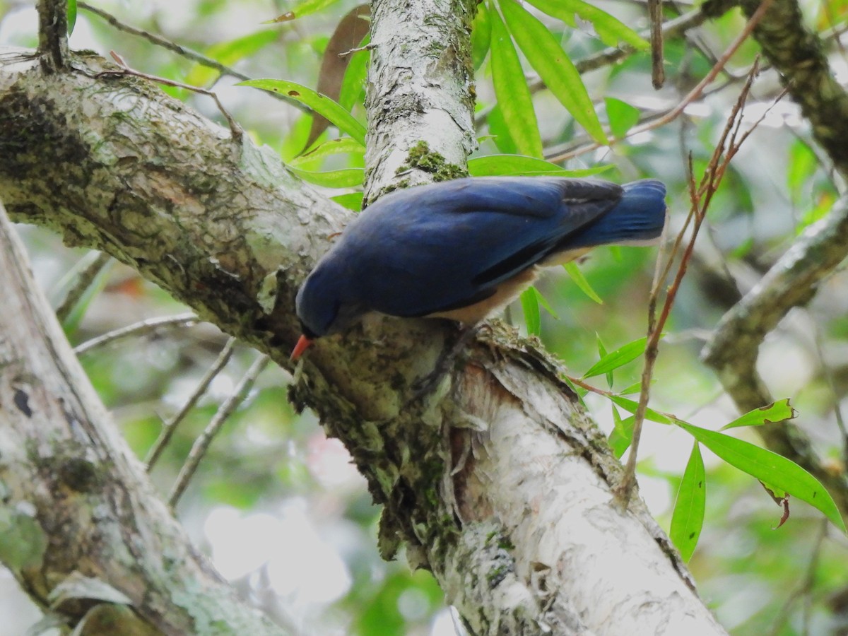 Velvet-fronted Nuthatch - ML638056211