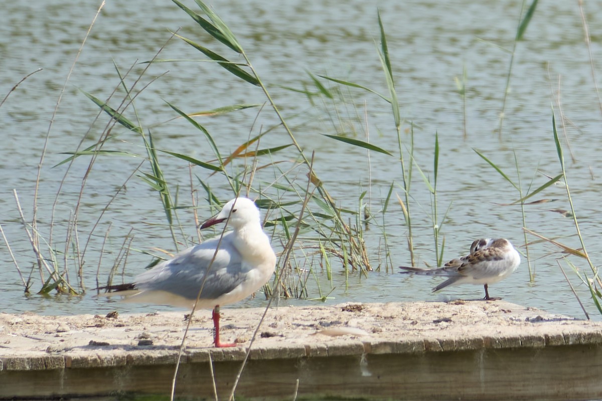 Slender-billed Gull - ML638056214