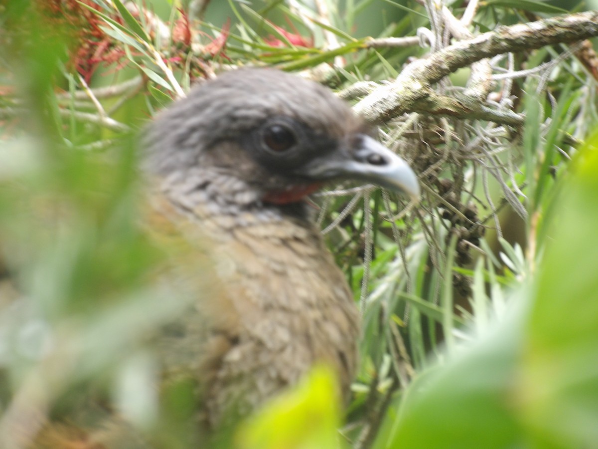 Rufous-vented Chachalaca (Rufous-tipped) - ML638056221