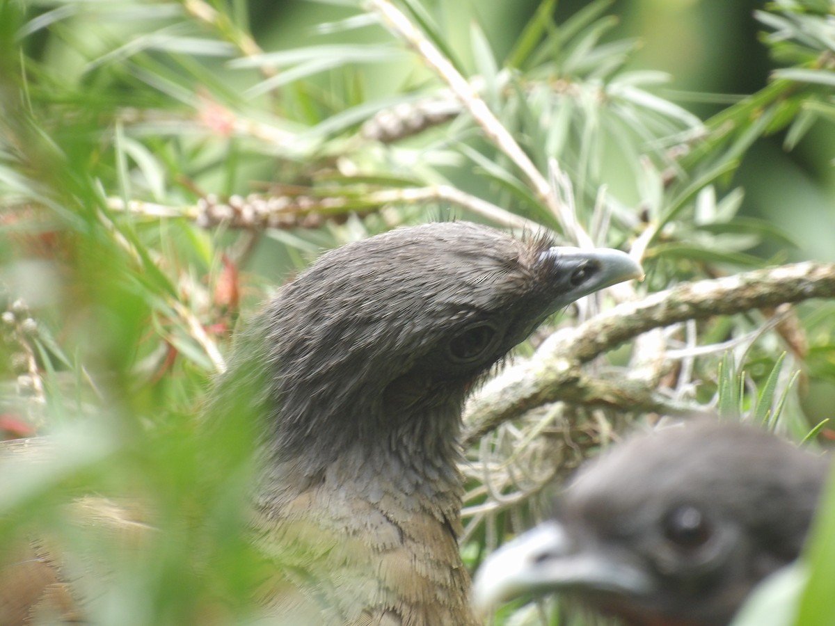 Rufous-vented Chachalaca (Rufous-tipped) - ML638056223