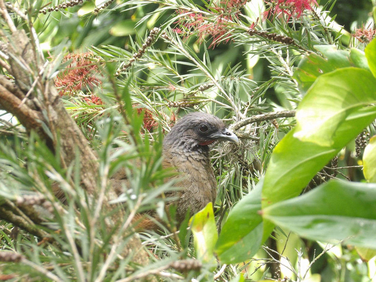Rufous-vented Chachalaca (Rufous-tipped) - ML638056224