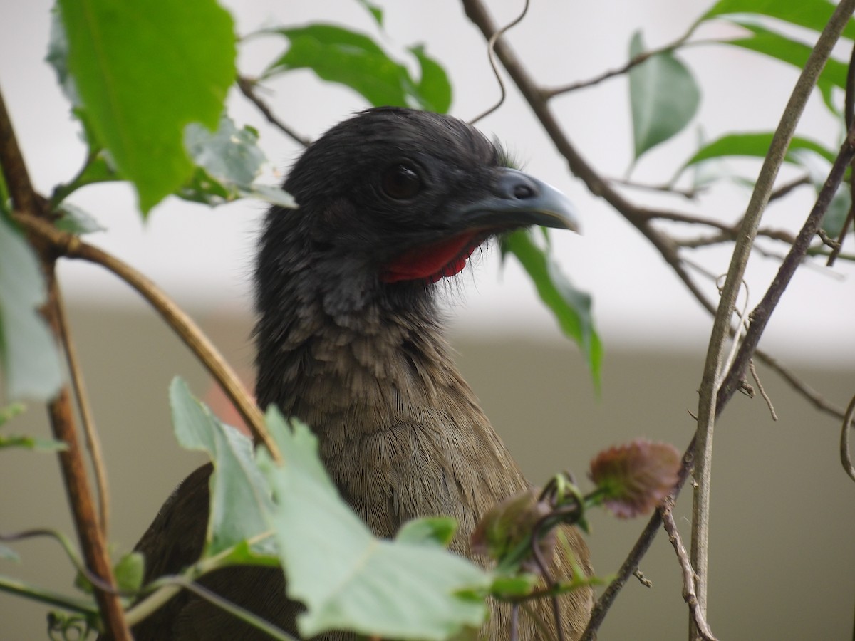 Rufous-vented Chachalaca (Rufous-tipped) - ML638056225