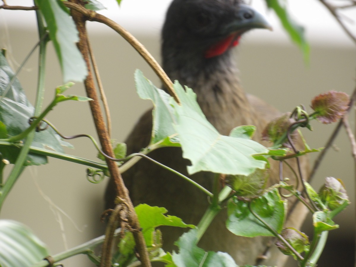 Rufous-vented Chachalaca (Rufous-tipped) - ML638056226