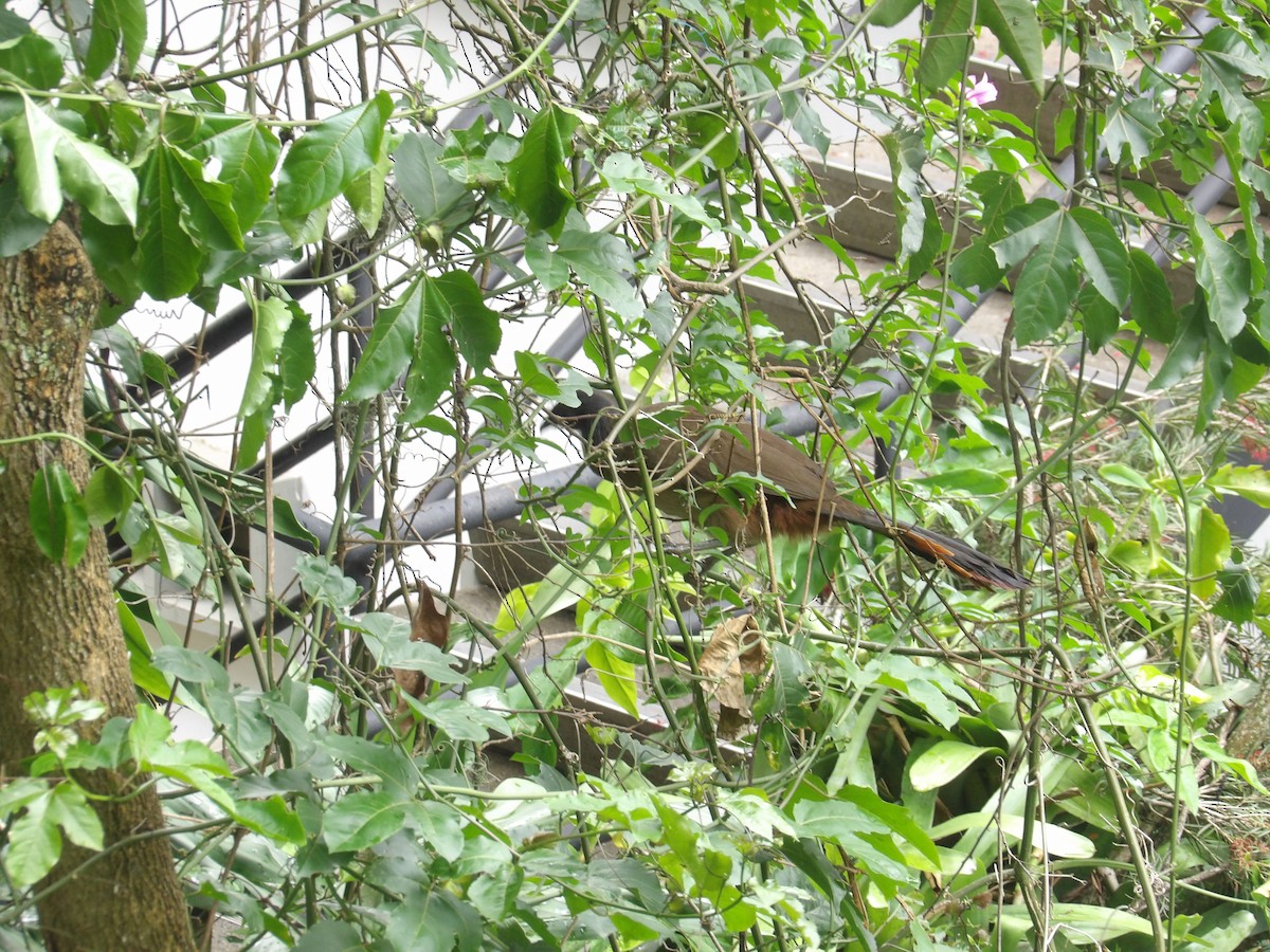 Rufous-vented Chachalaca (Rufous-tipped) - ML638056227