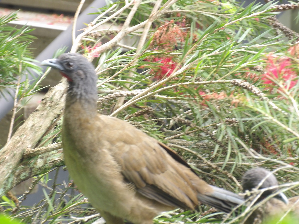 Rufous-vented Chachalaca (Rufous-tipped) - ML638056228
