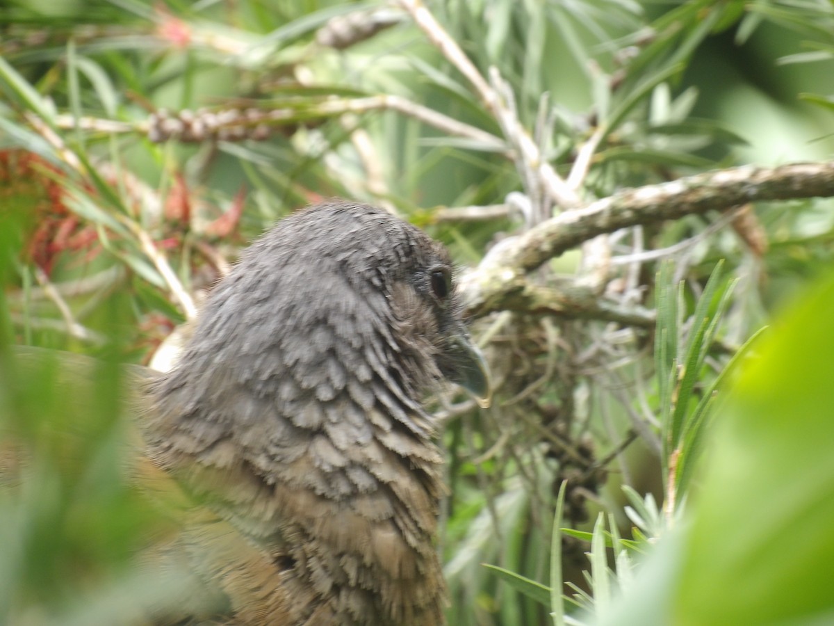 Rufous-vented Chachalaca (Rufous-tipped) - ML638056229