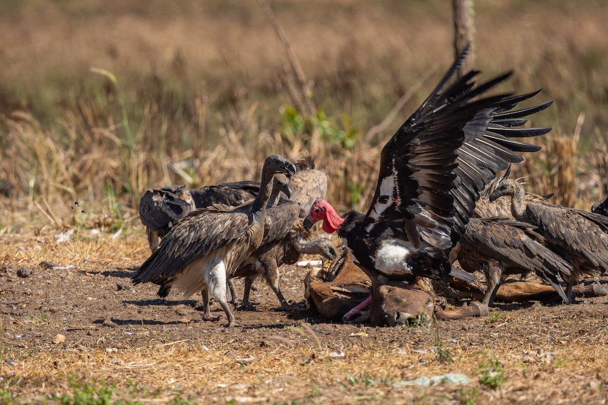 Red-headed Vulture - ML638056256