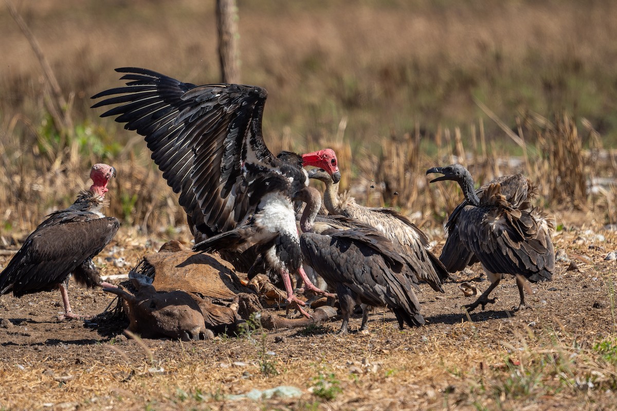 Red-headed Vulture - ML638056265