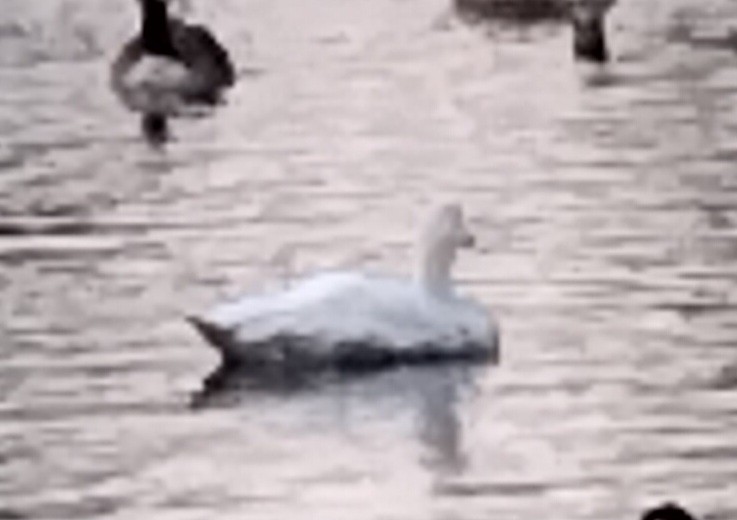 Domestic goose sp. (Domestic type) - ML638056293