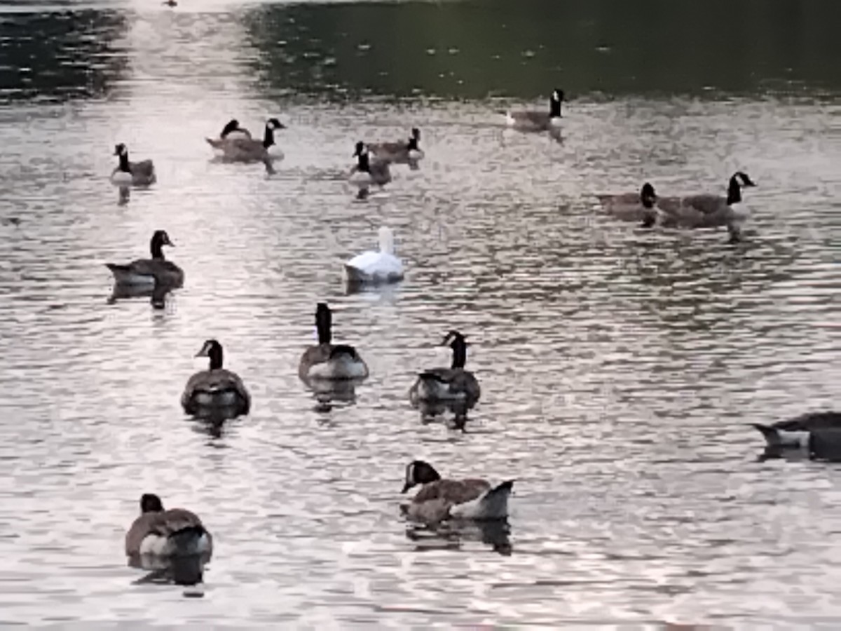 Domestic goose sp. (Domestic type) - ML638056294