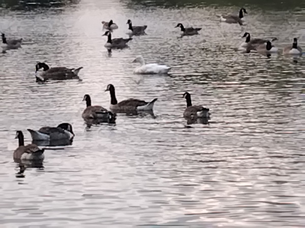 Domestic goose sp. (Domestic type) - ML638056295