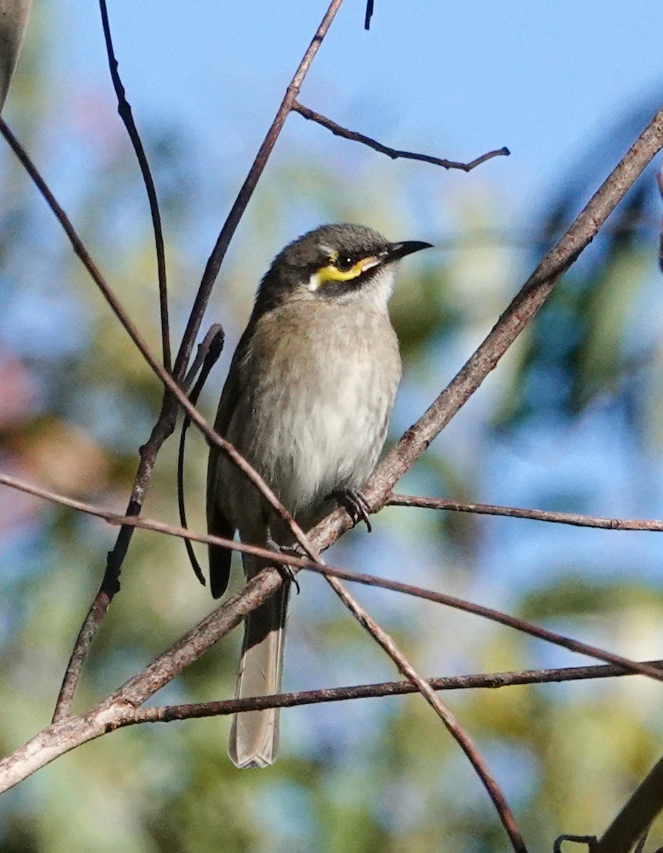Yellow-faced Honeyeater - ML638056306