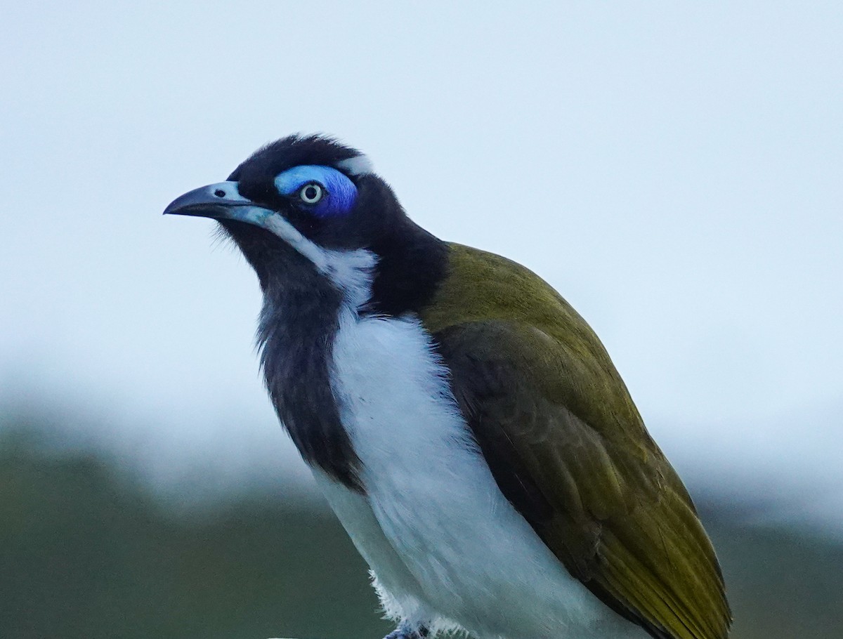 Blue-faced Honeyeater - ML638056309