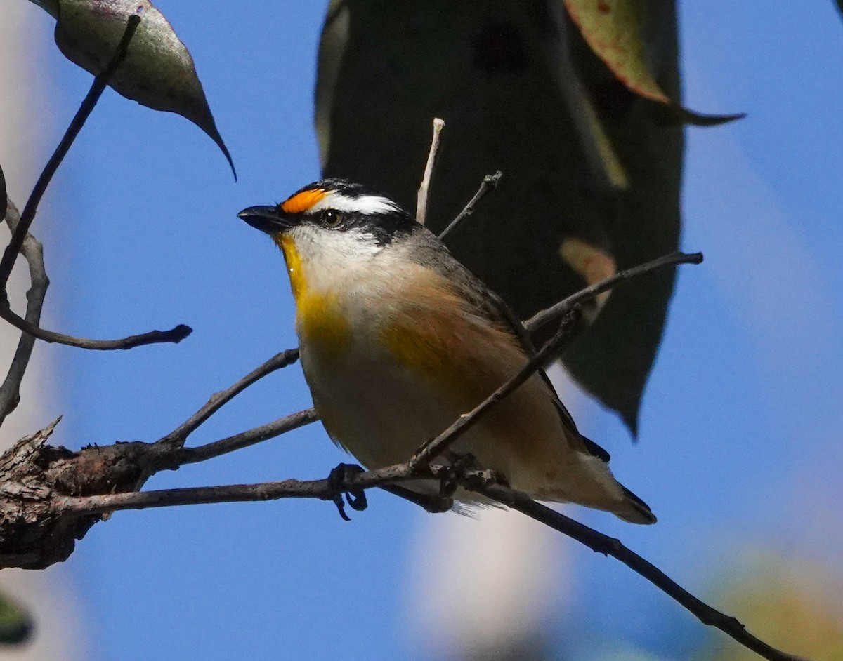Striated Pardalote - ML638056310