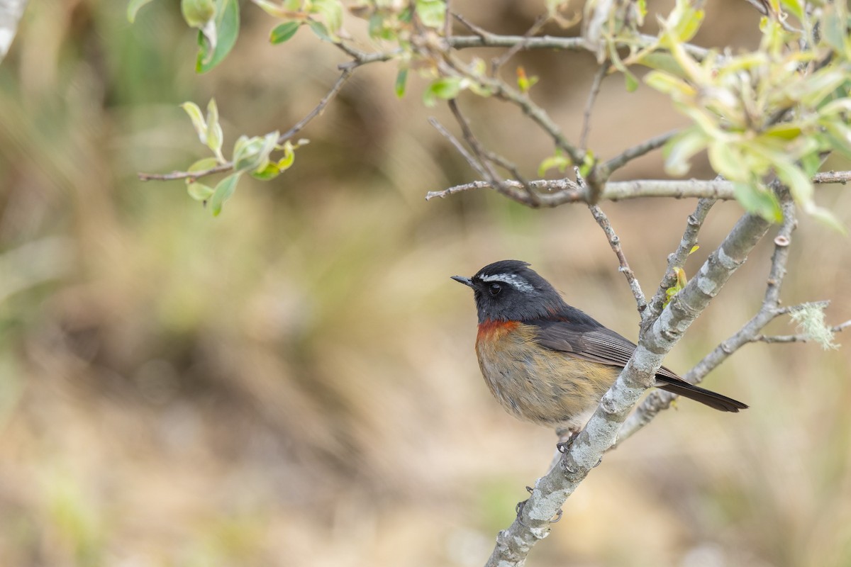 Collared Bush-Robin - ML638056320