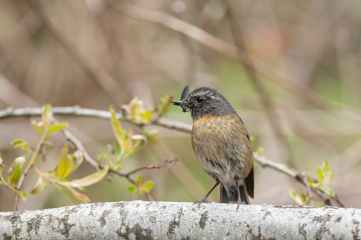 Collared Bush-Robin - ML638056321