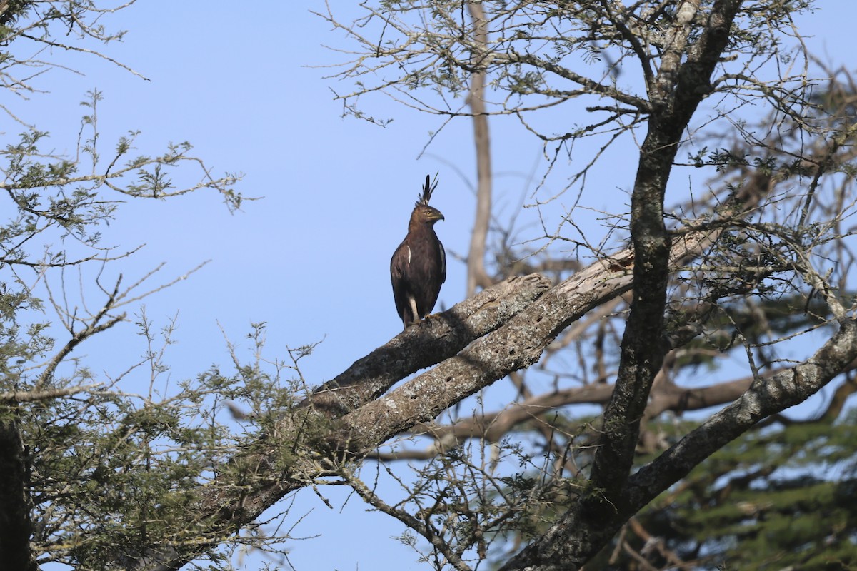 Long-crested Eagle - ML638056330