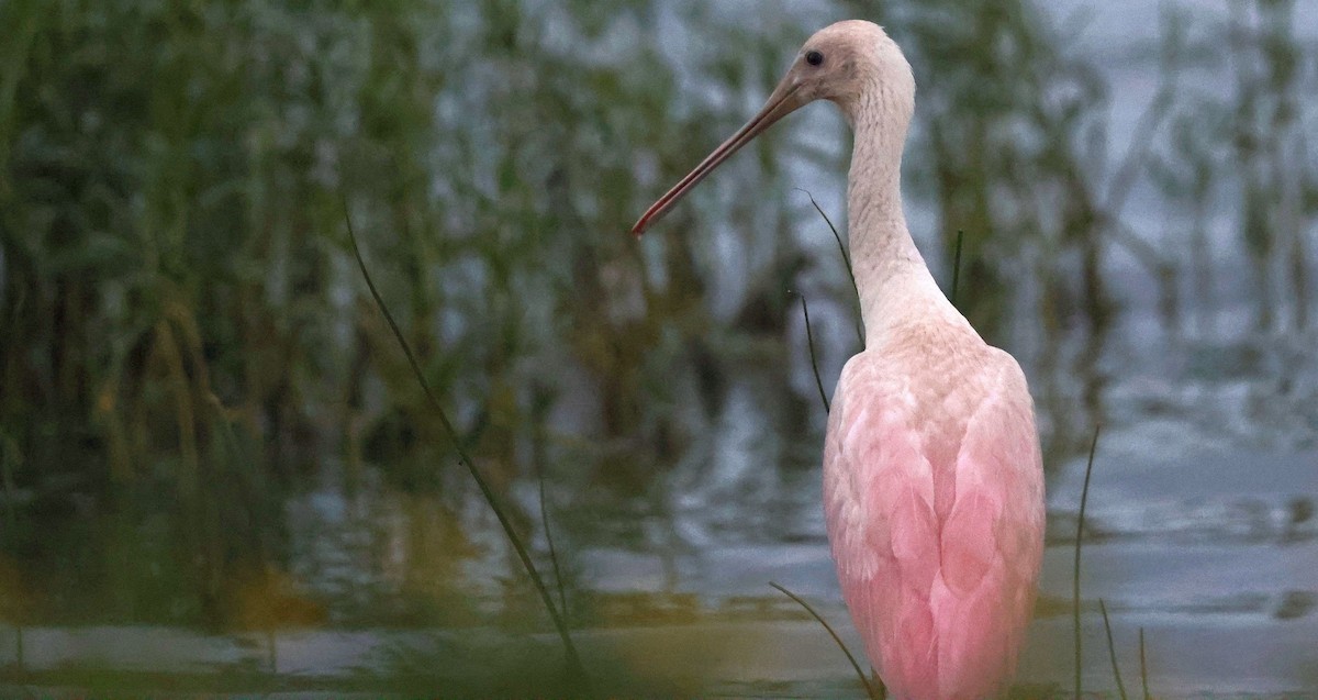 Espátula Rosada - ML638056343