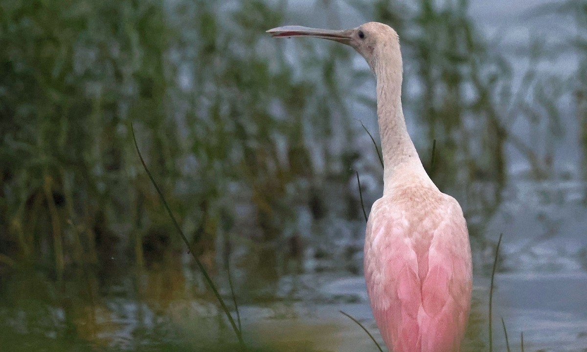 Espátula Rosada - ML638056345