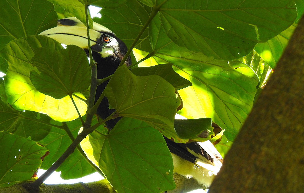 Oriental Pied-Hornbill - ML638056349