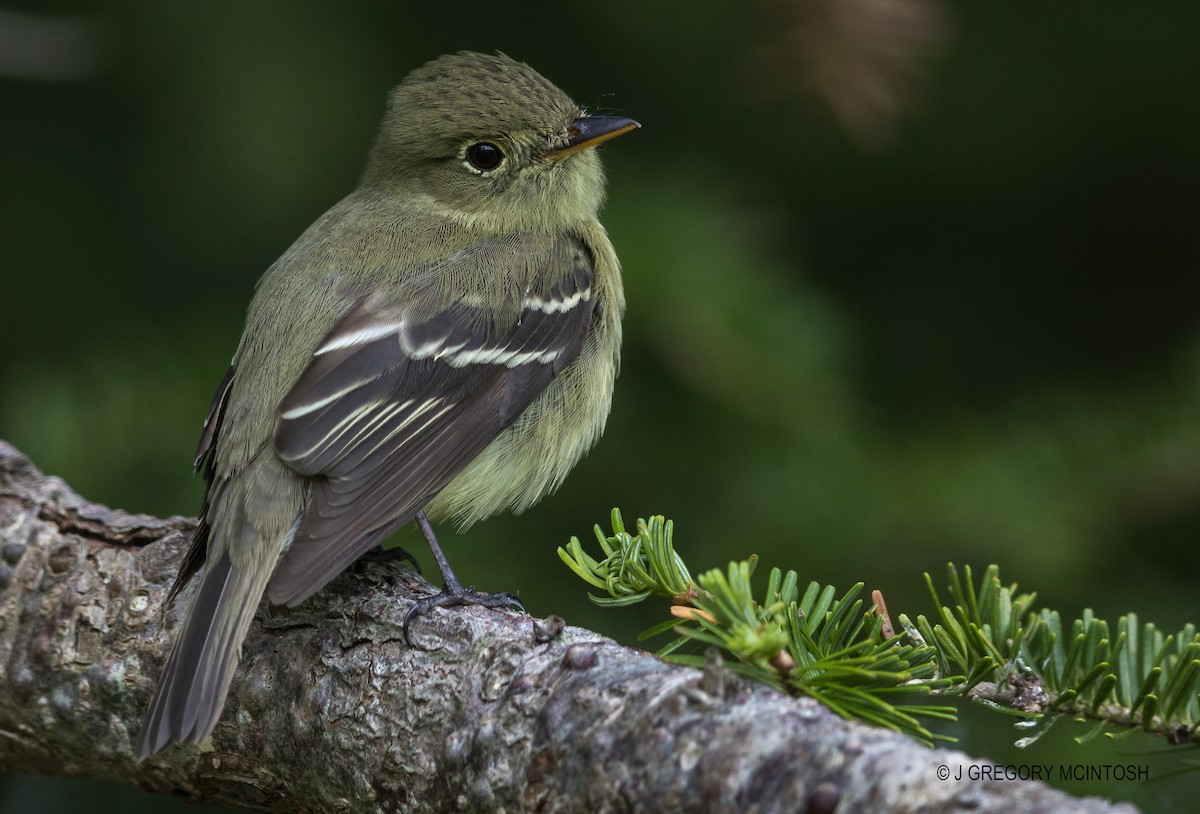 Yellow-bellied Flycatcher - ML638056376