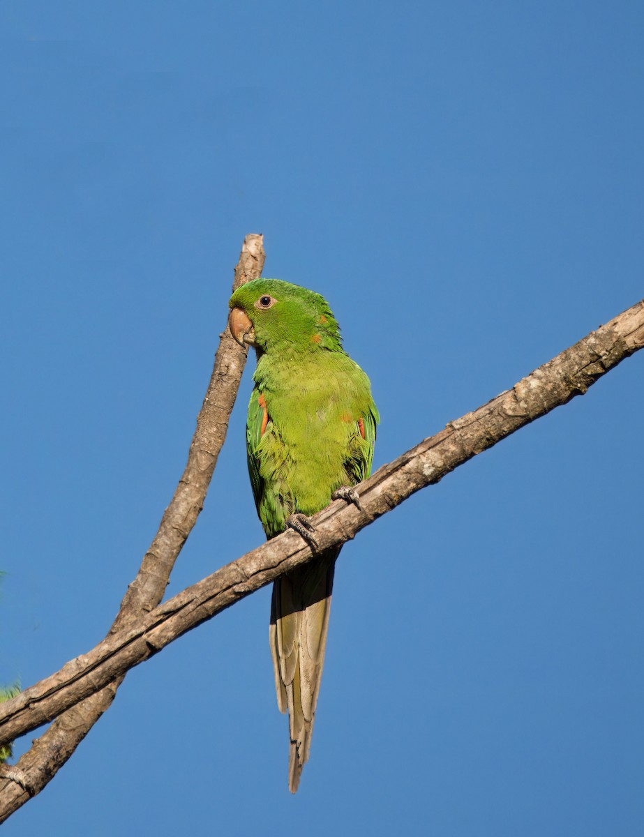 White-eyed Parakeet - ML638056377